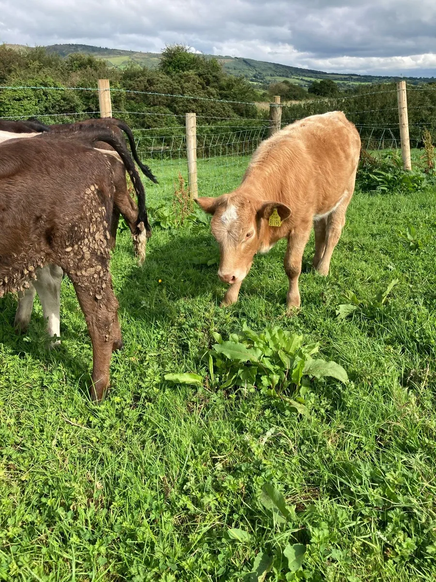SUPER QUALITY LIM/CH HEIFER WEANLINGS - Image 3