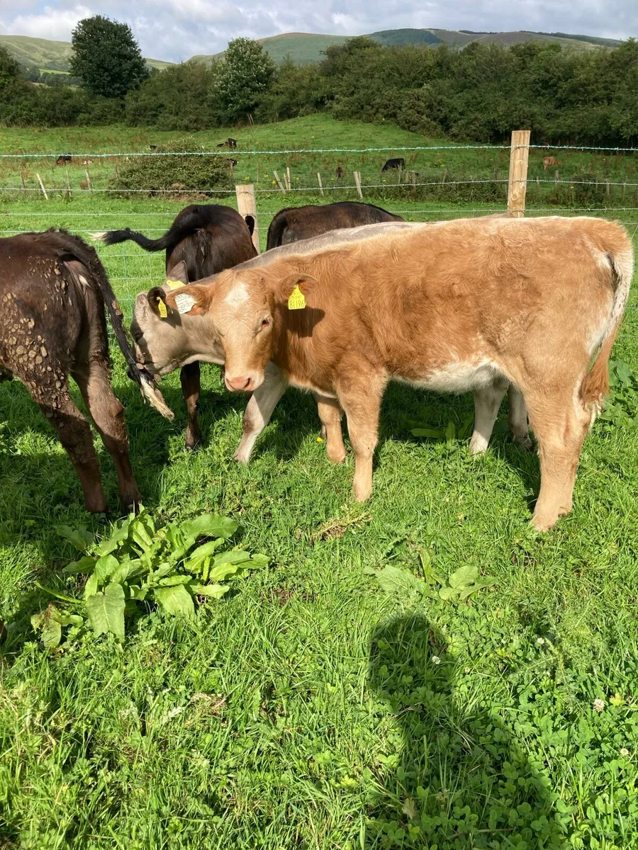SUPER QUALITY LIM/CH HEIFER WEANLINGS - Image 4