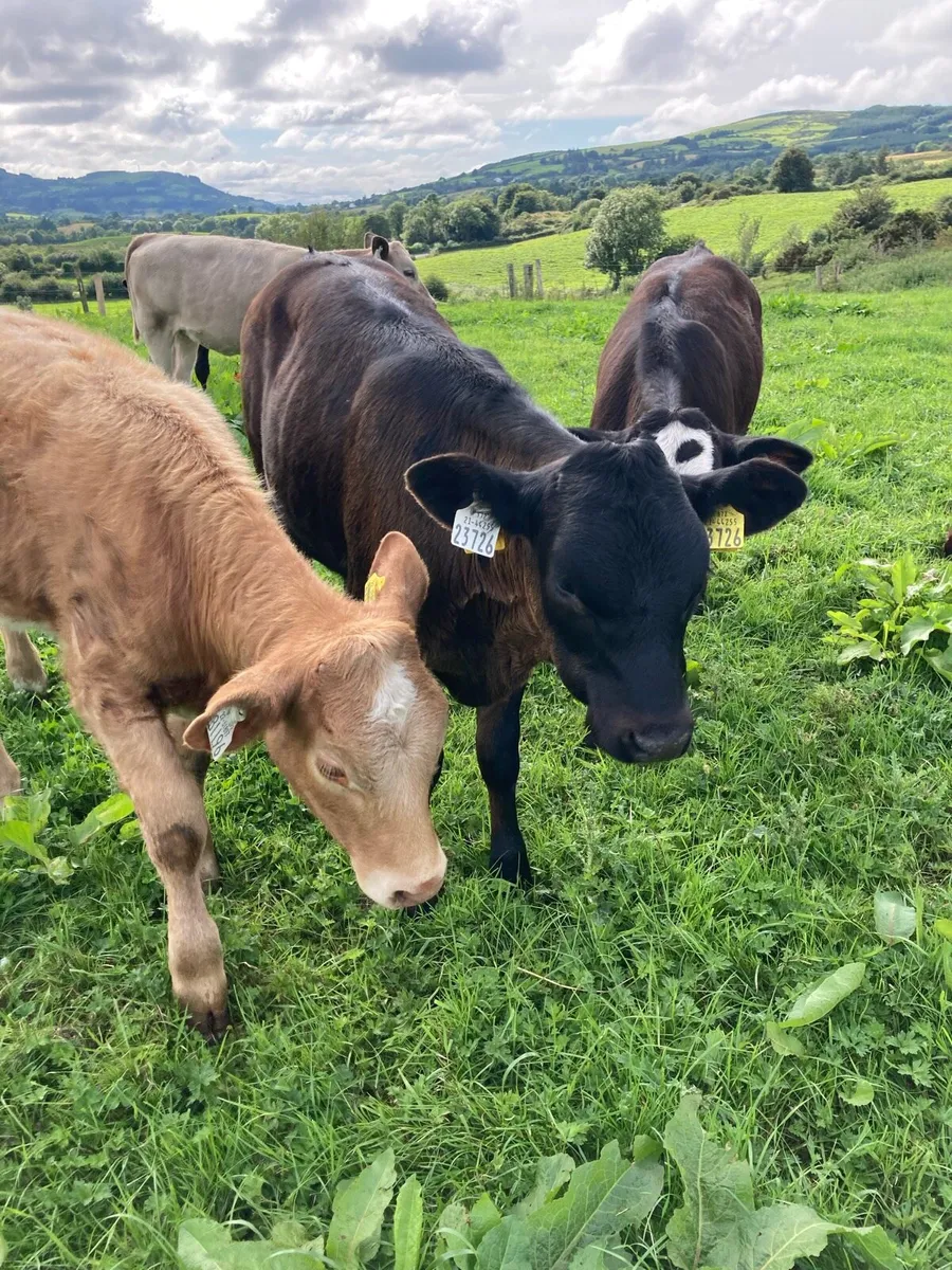 SUPER QUALITY LIM/CH HEIFER WEANLINGS - Image 1
