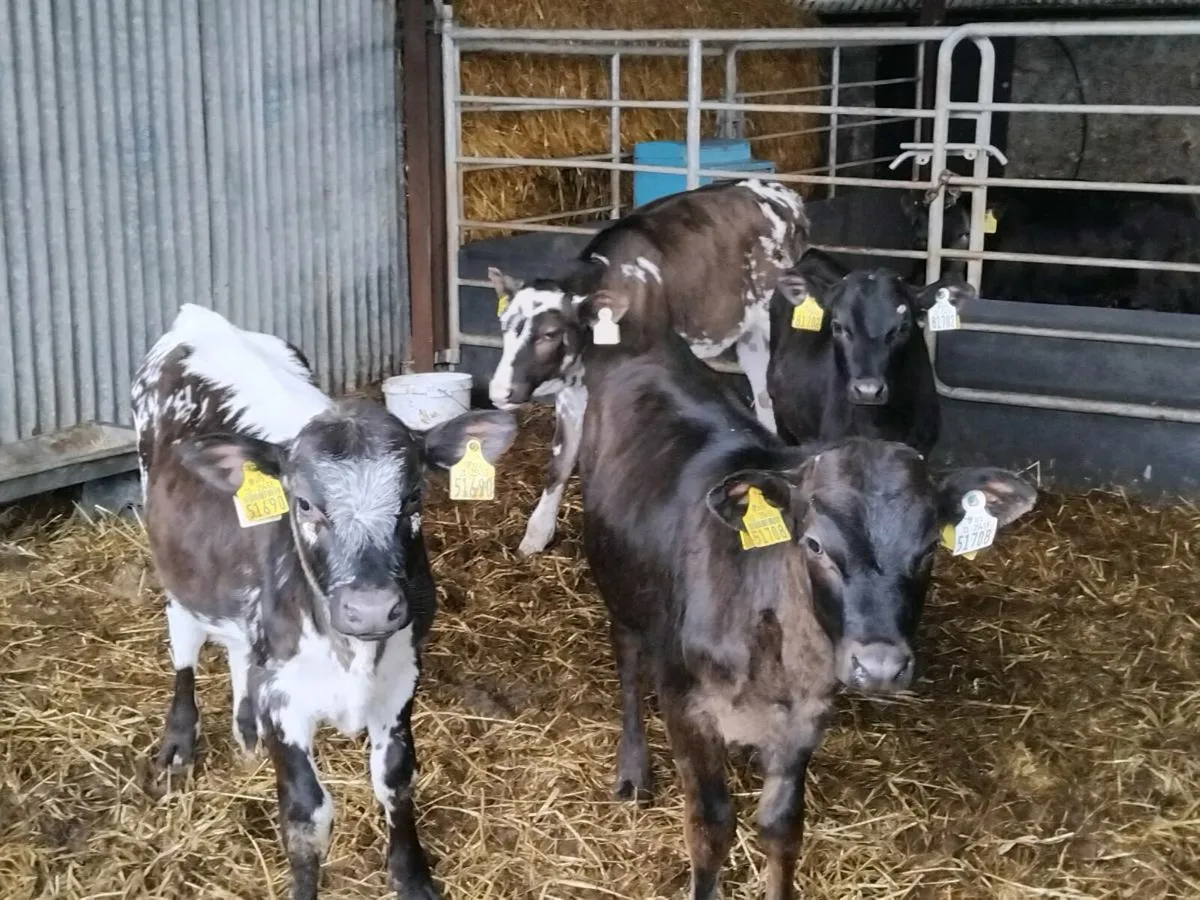 4 quality heifer weanlings - Image 1