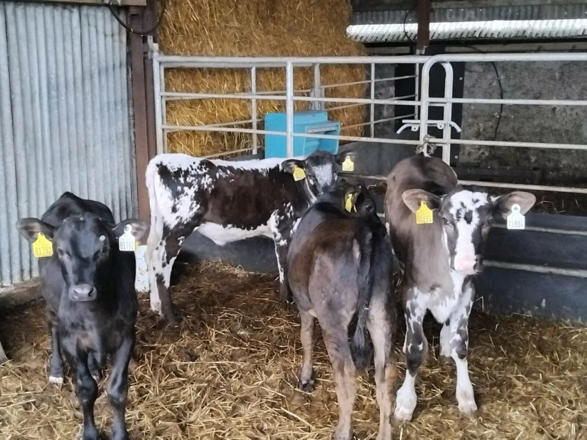 4 quality heifer weanlings - Image 2