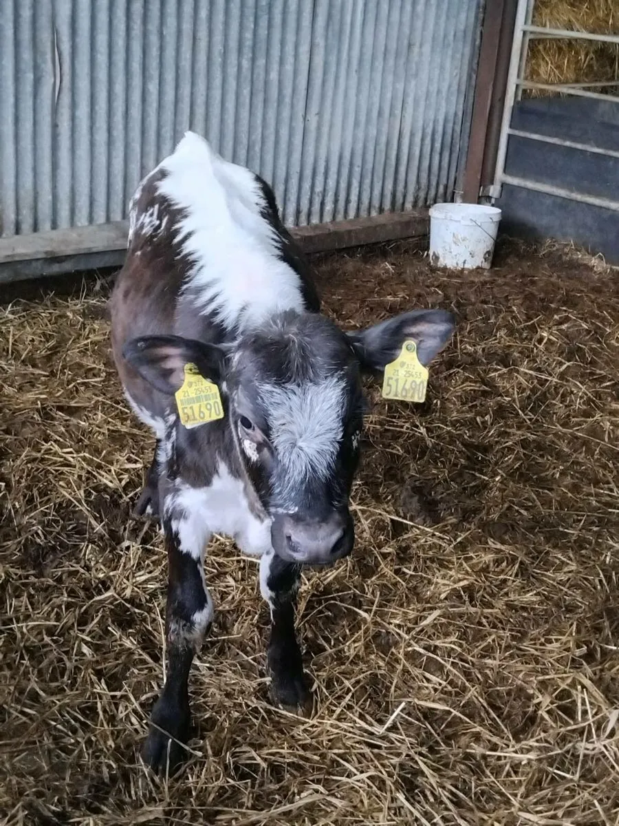 4 quality heifer weanlings - Image 3