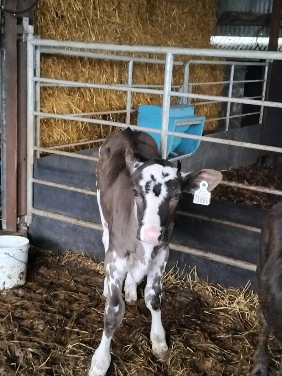 4 quality heifer weanlings - Image 4