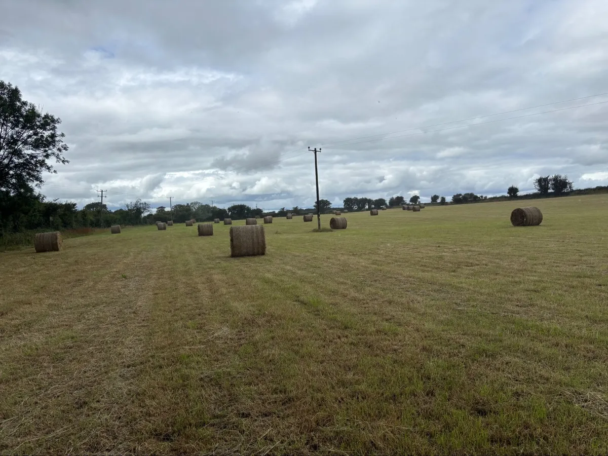 Hay round bales - Image 1