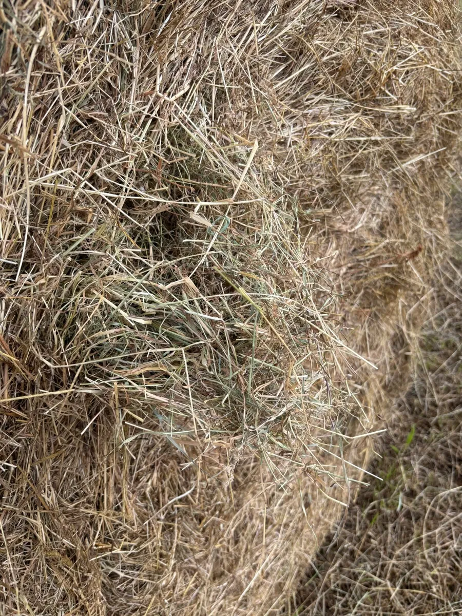 Hay round bales - Image 2