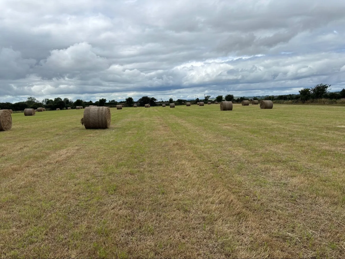 Hay round bales - Image 3