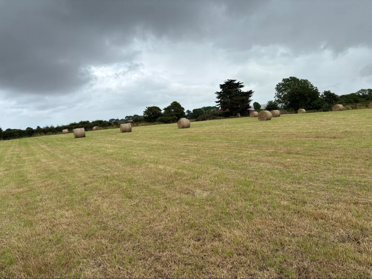 Hay round bales - Image 4