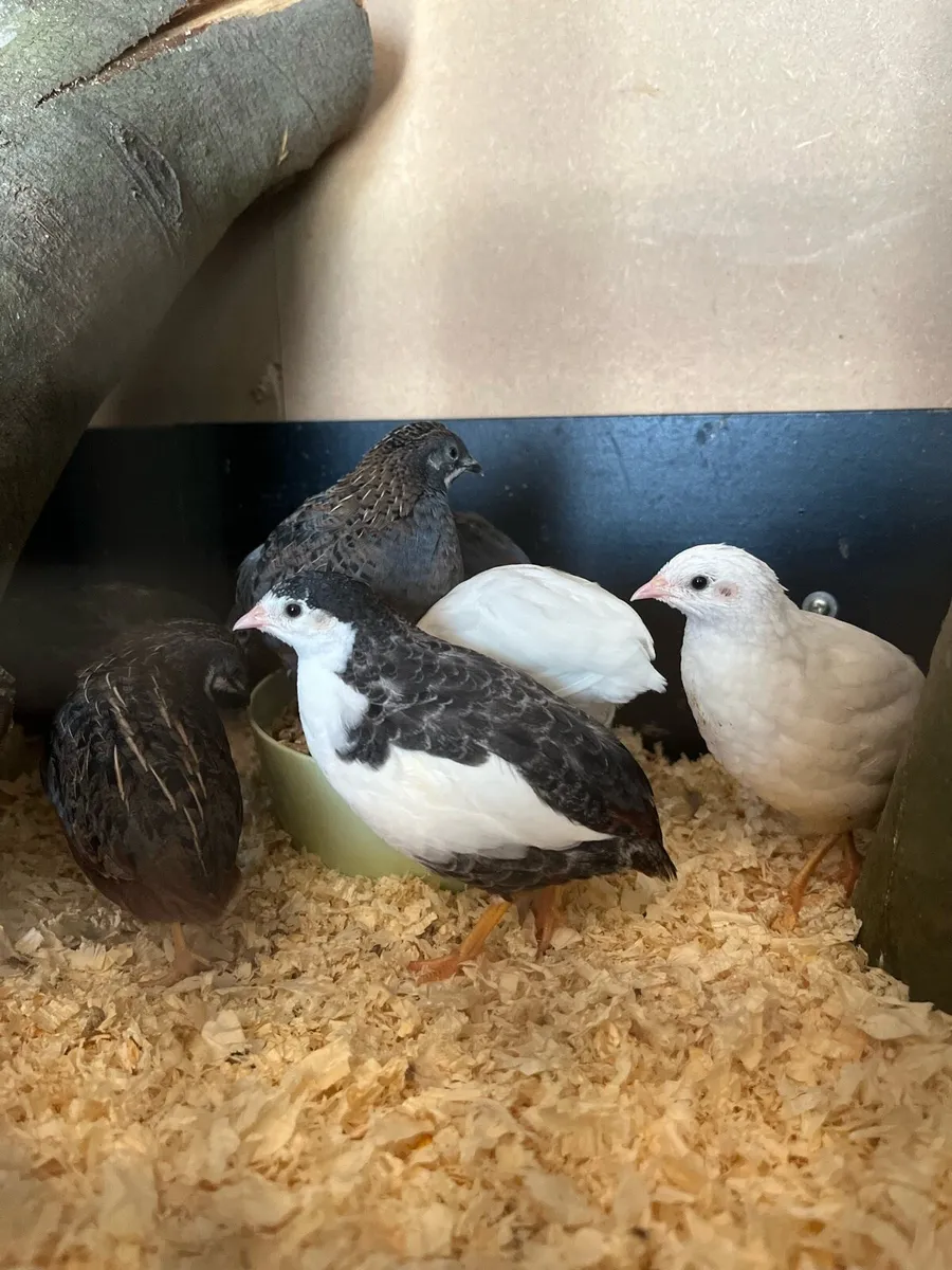 Button quail/ Chinese painted quail - Image 1