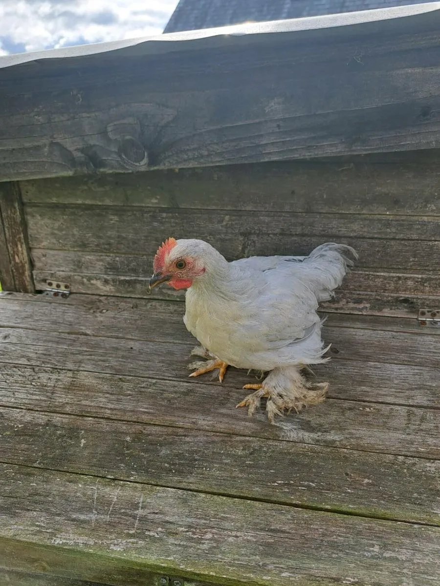 Pekin Rooster - Image 3