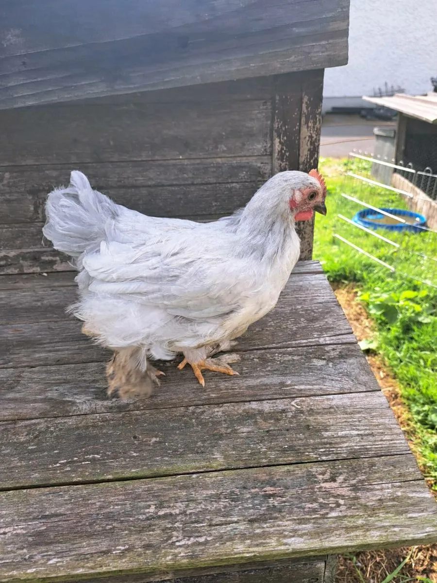 Pekin Rooster - Image 4