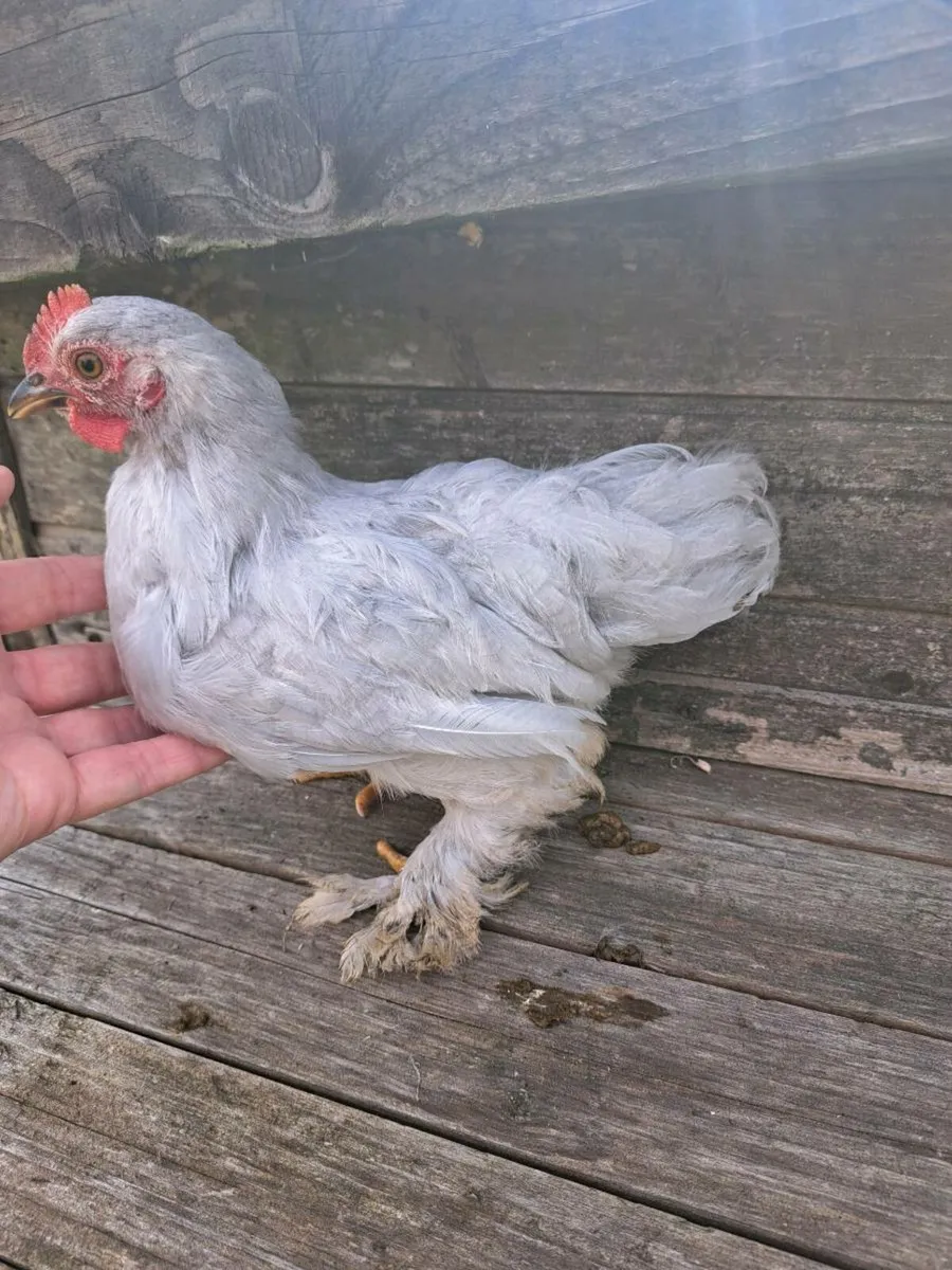 Pekin Rooster - Image 2