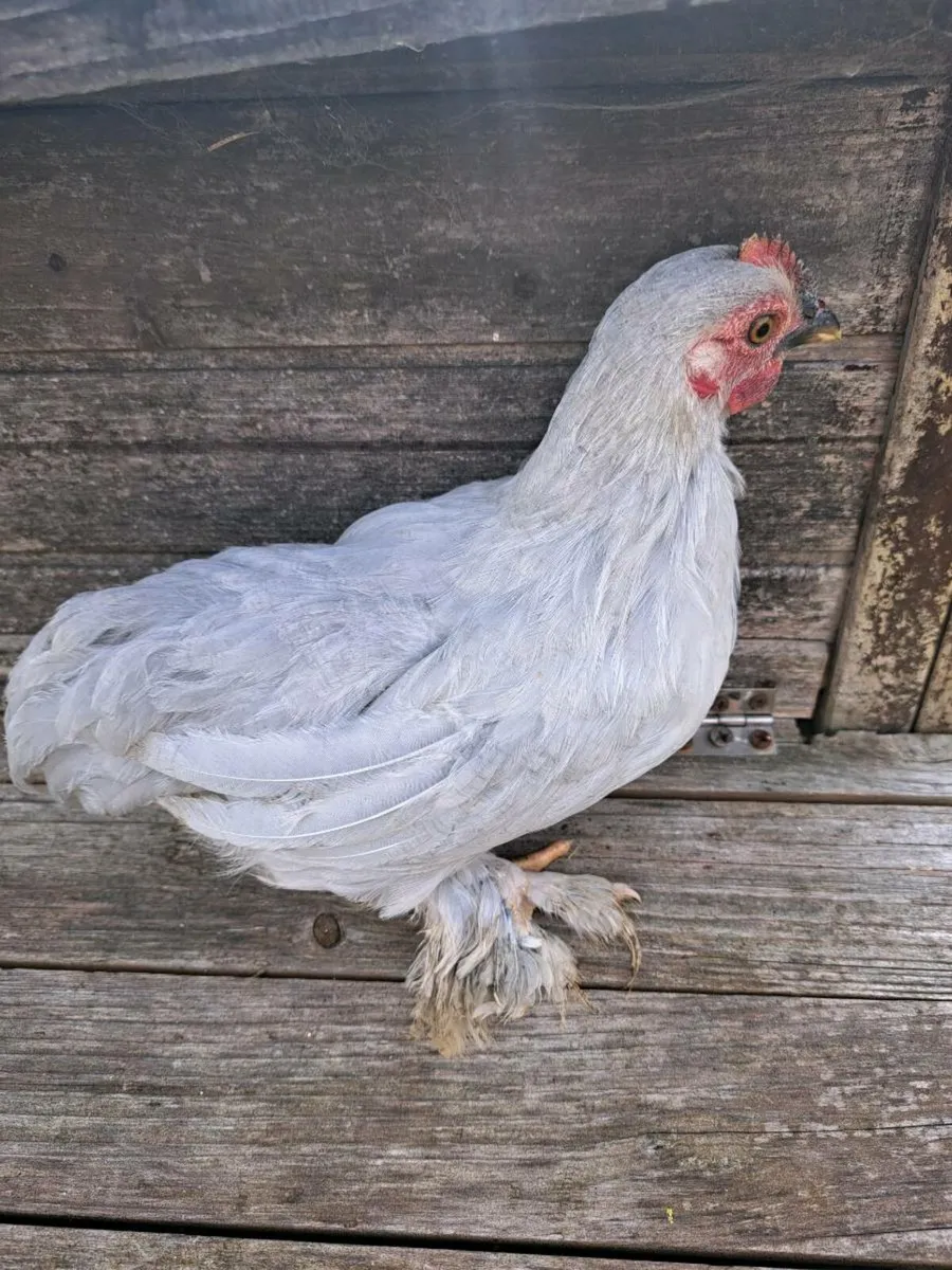 Pekin Rooster - Image 1
