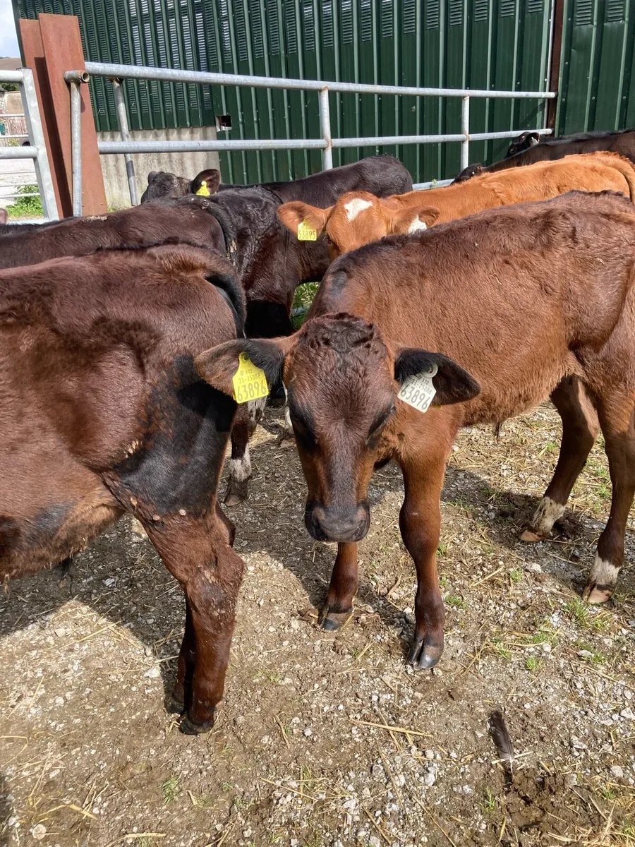 SUPER QUALITY LIM/HEX BULL  WEANLINGS - Image 3