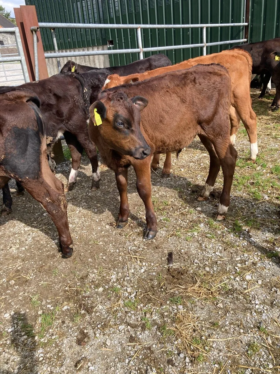 SUPER QUALITY LIM/HEX BULL  WEANLINGS - Image 4