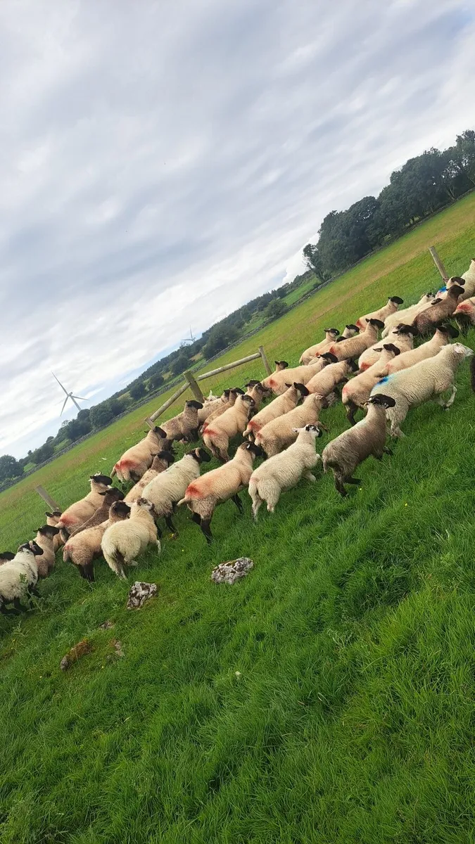 155 Store lambs - Image 1