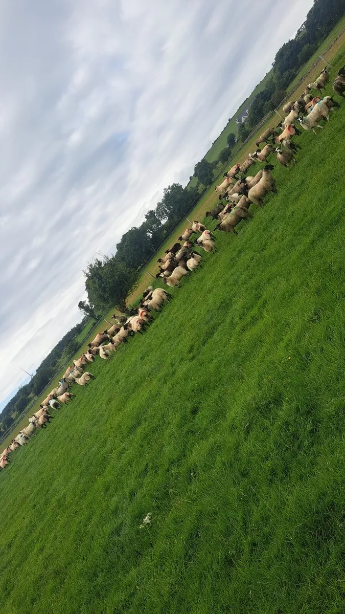 155 Store lambs - Image 2