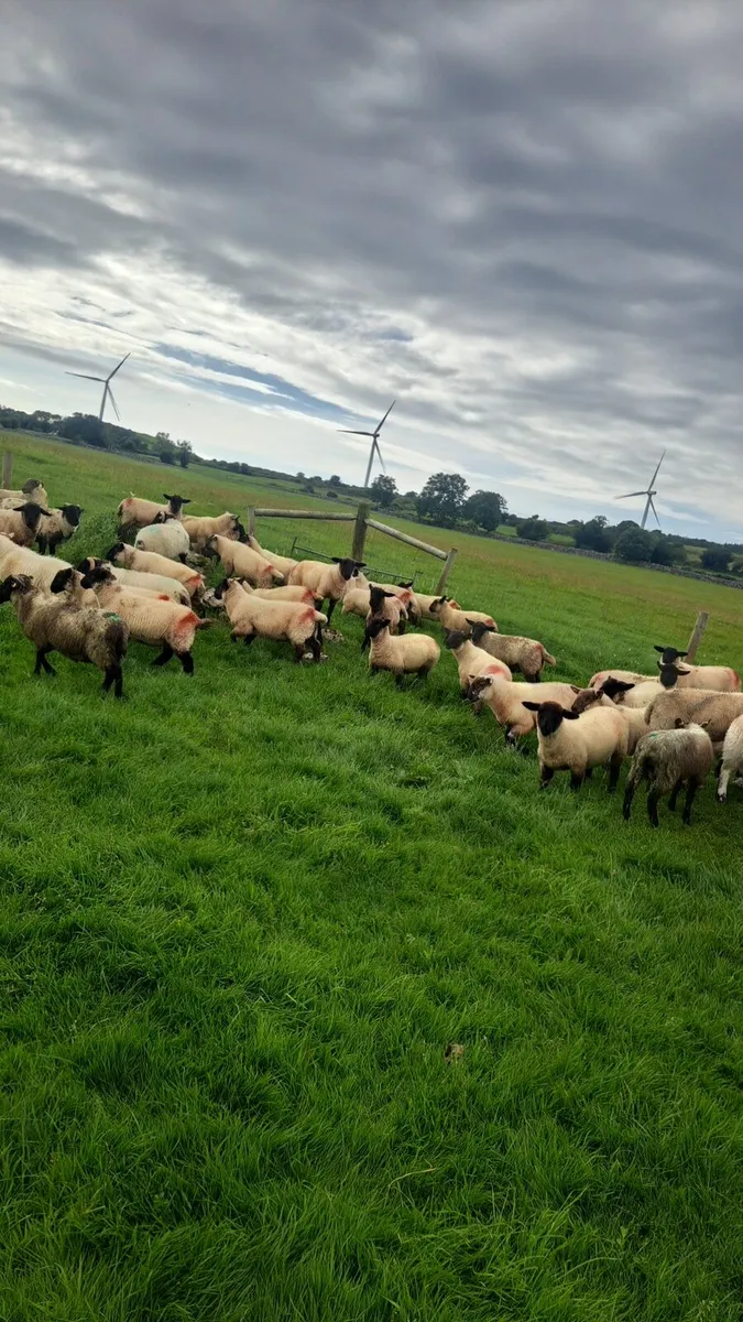 155 Store lambs - Image 3