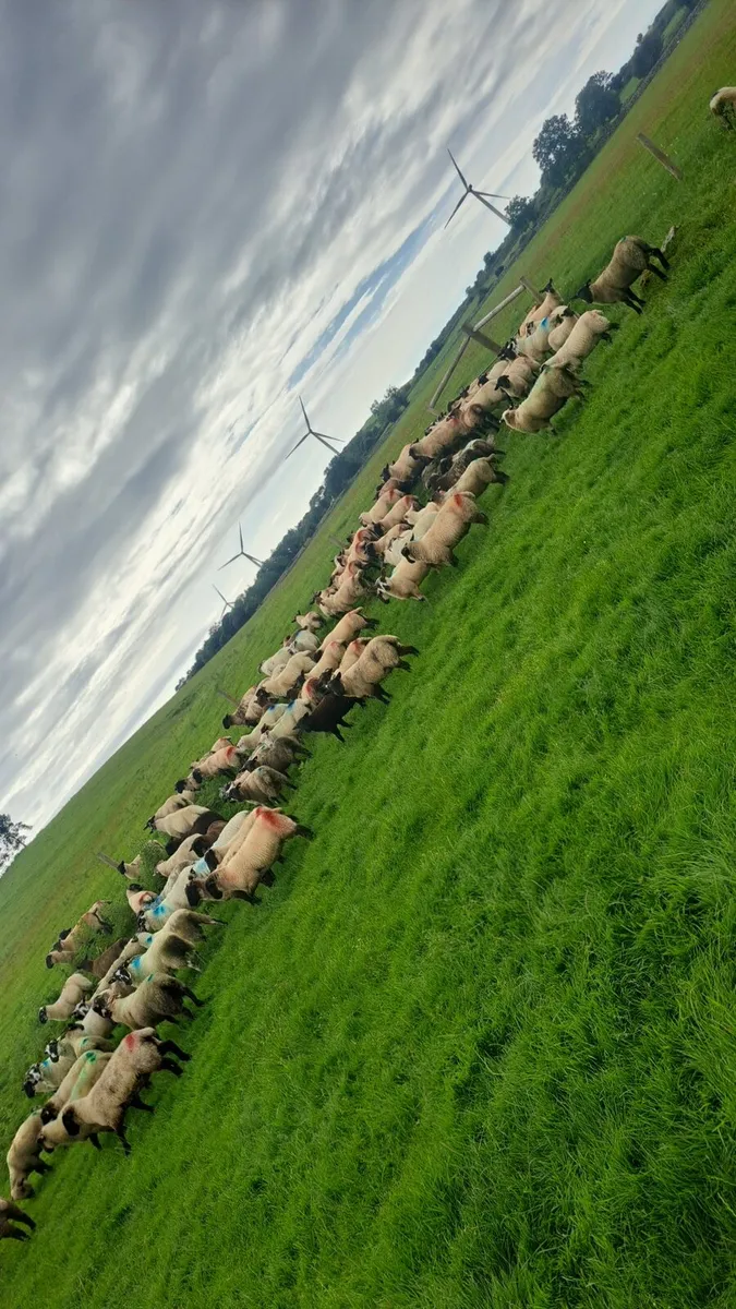 155 Store lambs - Image 4
