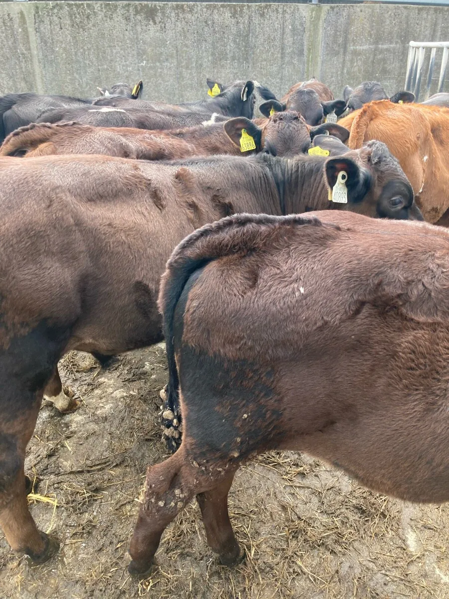 SUPER QUALITY LIM/HEX BULL  WEANLINGS - Image 1