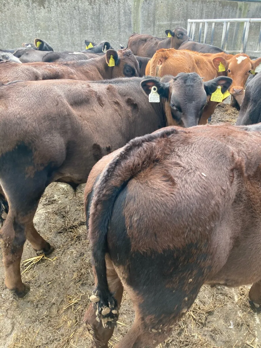 SUPER QUALITY LIM/HEX BULL  WEANLINGS - Image 1