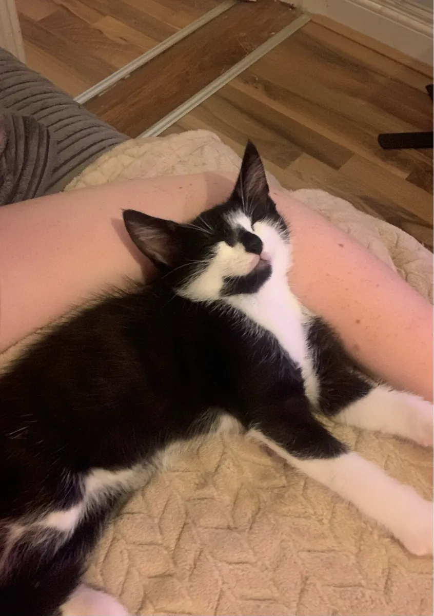 Female Kitten - Image 2