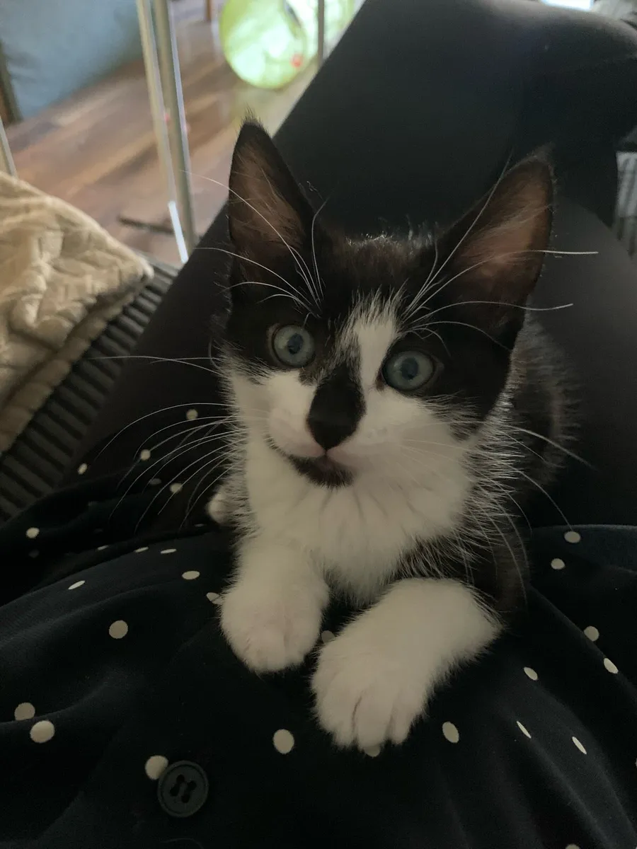 Female Kitten - Image 1