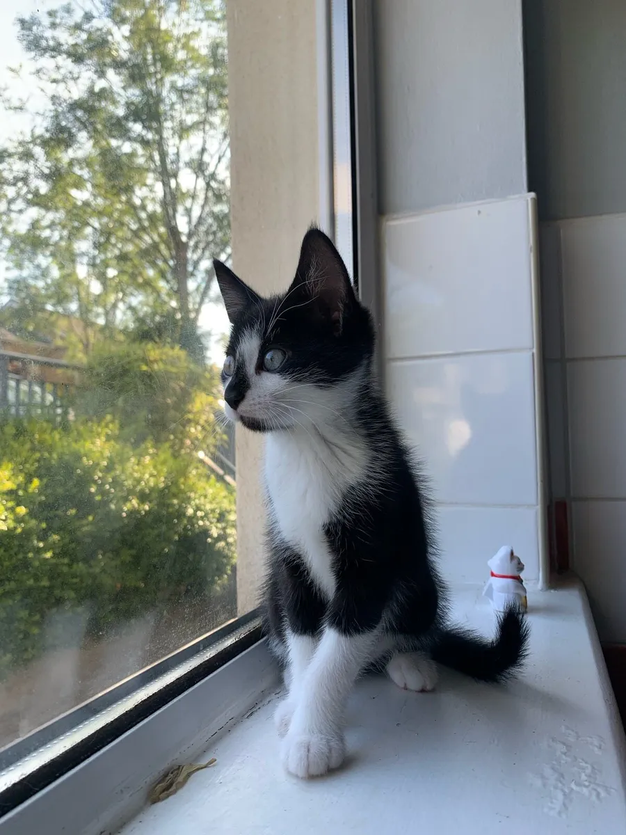 Female Kitten - Image 3