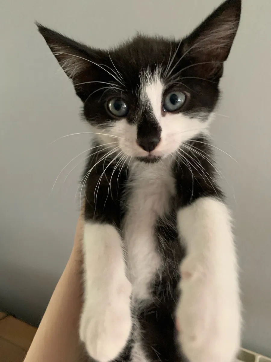 Female Kitten - Image 4