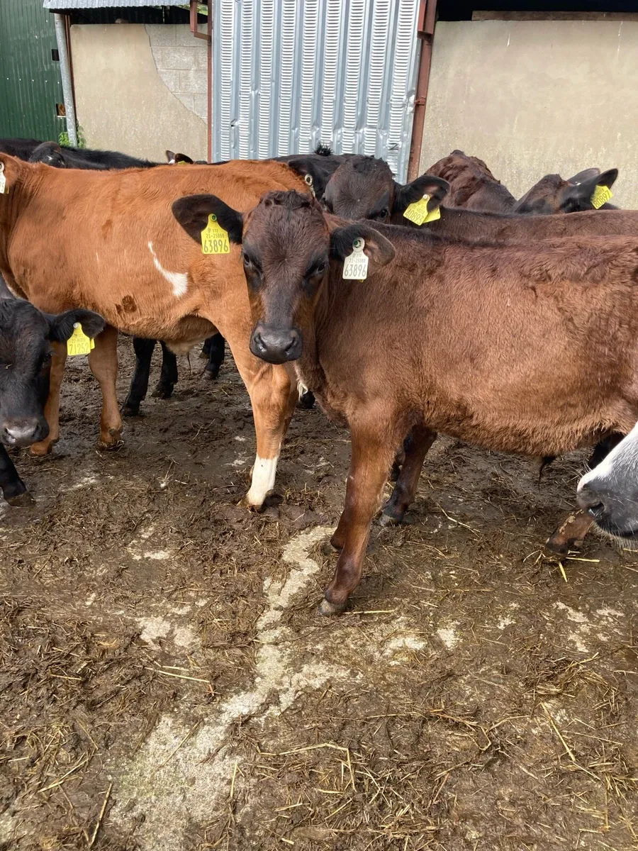 SUPER QUALITY LIM/HEX BULL  WEANLINGS - Image 2
