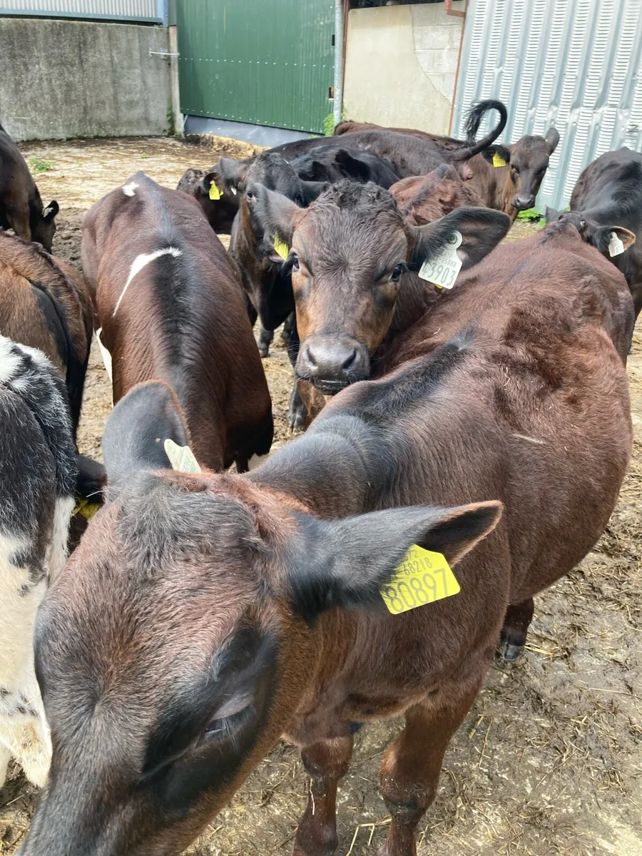 SUPER QUALITY LIM/HEX BULL  WEANLINGS - Image 2