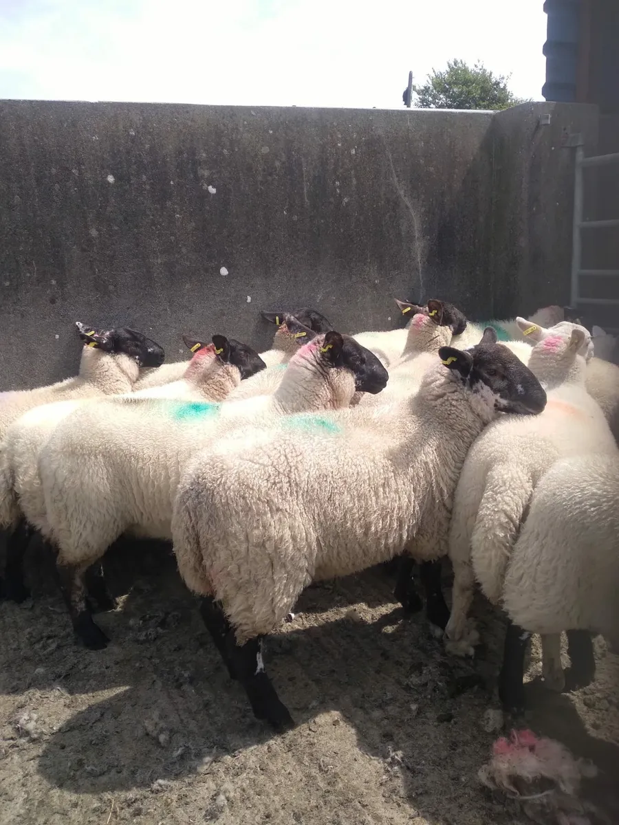 80 -85 super ewe Lambs - Image 1