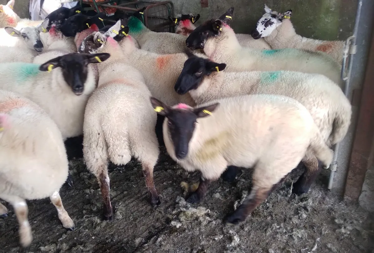 80 -85 super ewe Lambs - Image 2