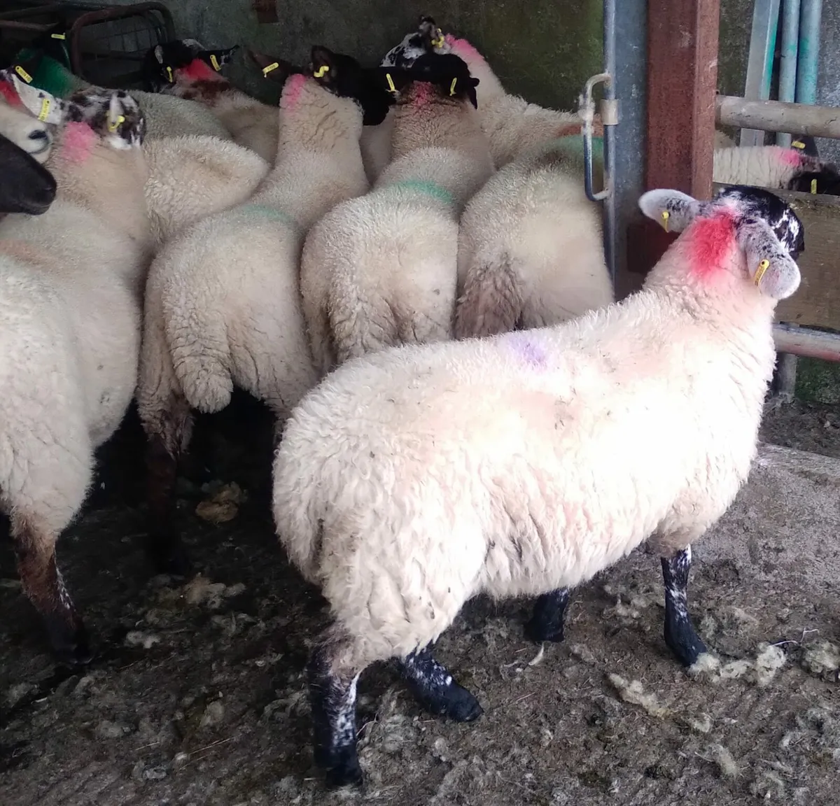 80 -85 super ewe Lambs - Image 3