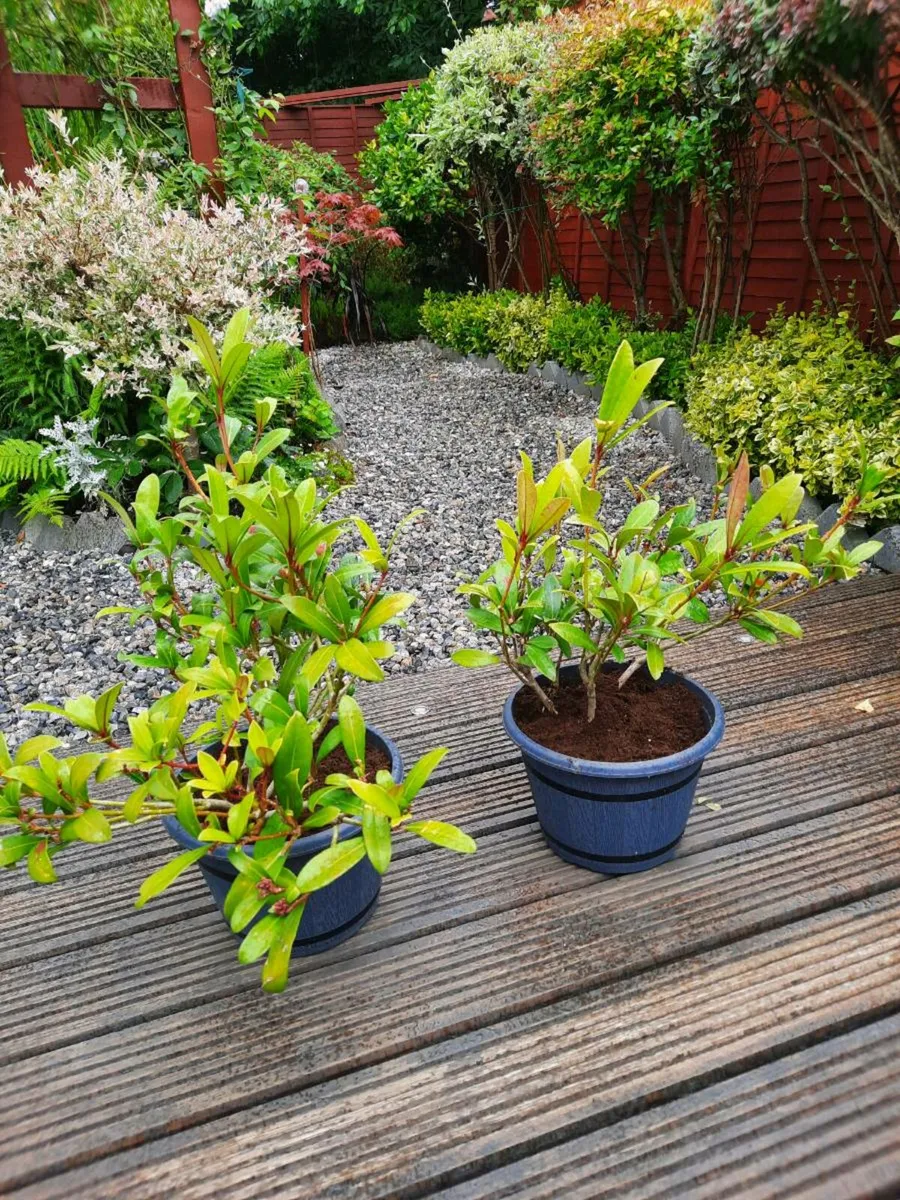 Two Perrinal evergreen shrubs - Image 1