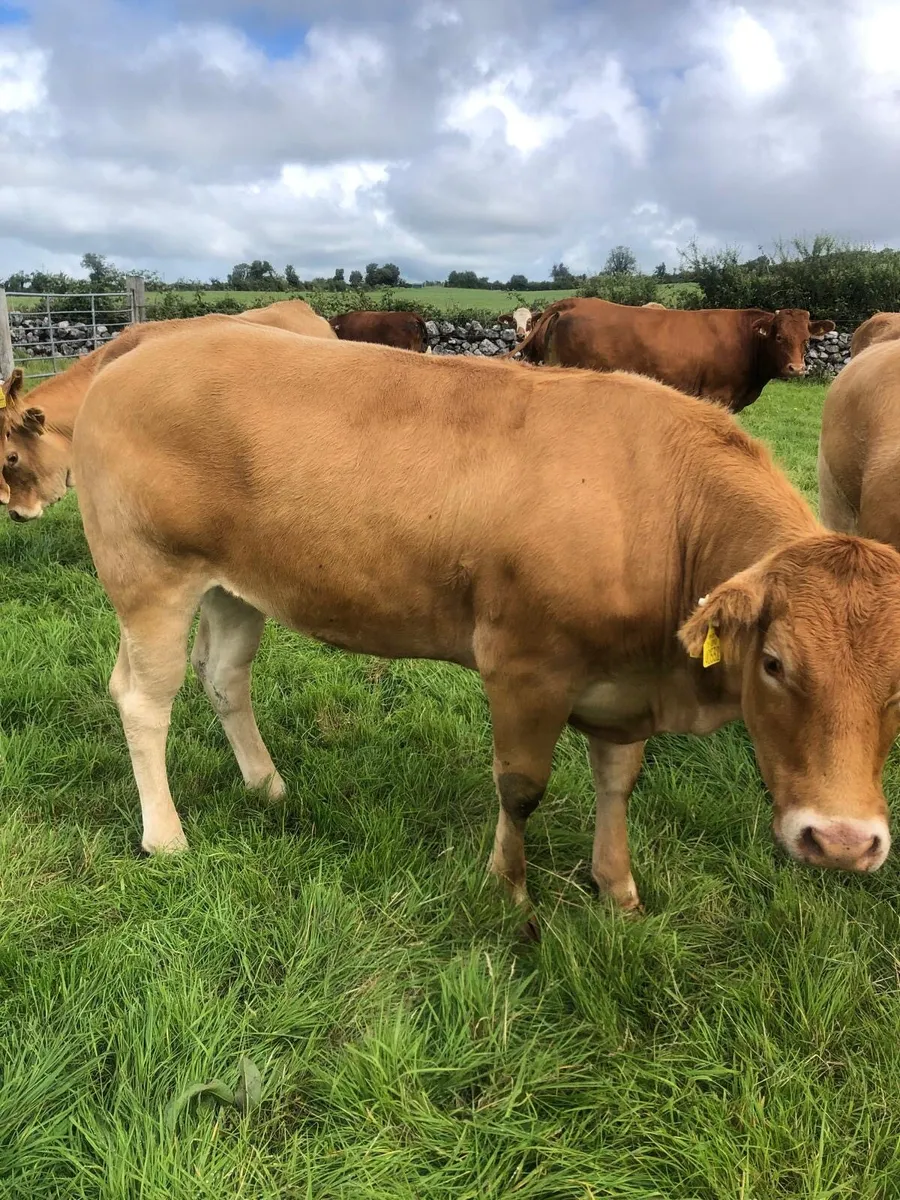 Maiden Heifer for sale - Image 3