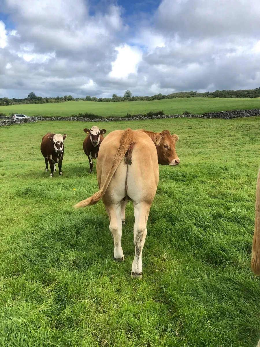 Maiden Heifer for sale - Image 1