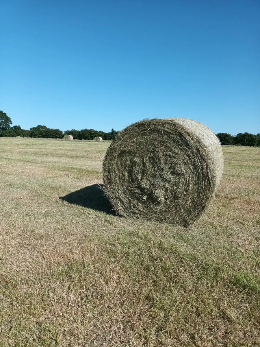 Hay for sale - Image 1