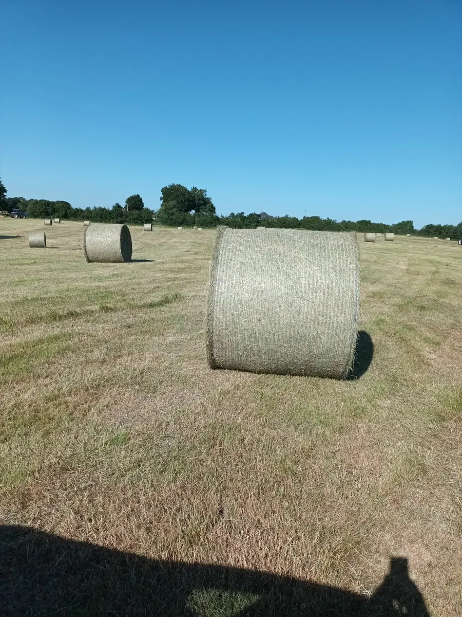 Hay for sale - Image 2