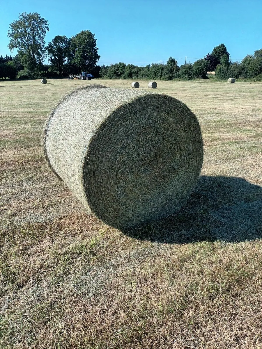 Hay for sale - Image 3