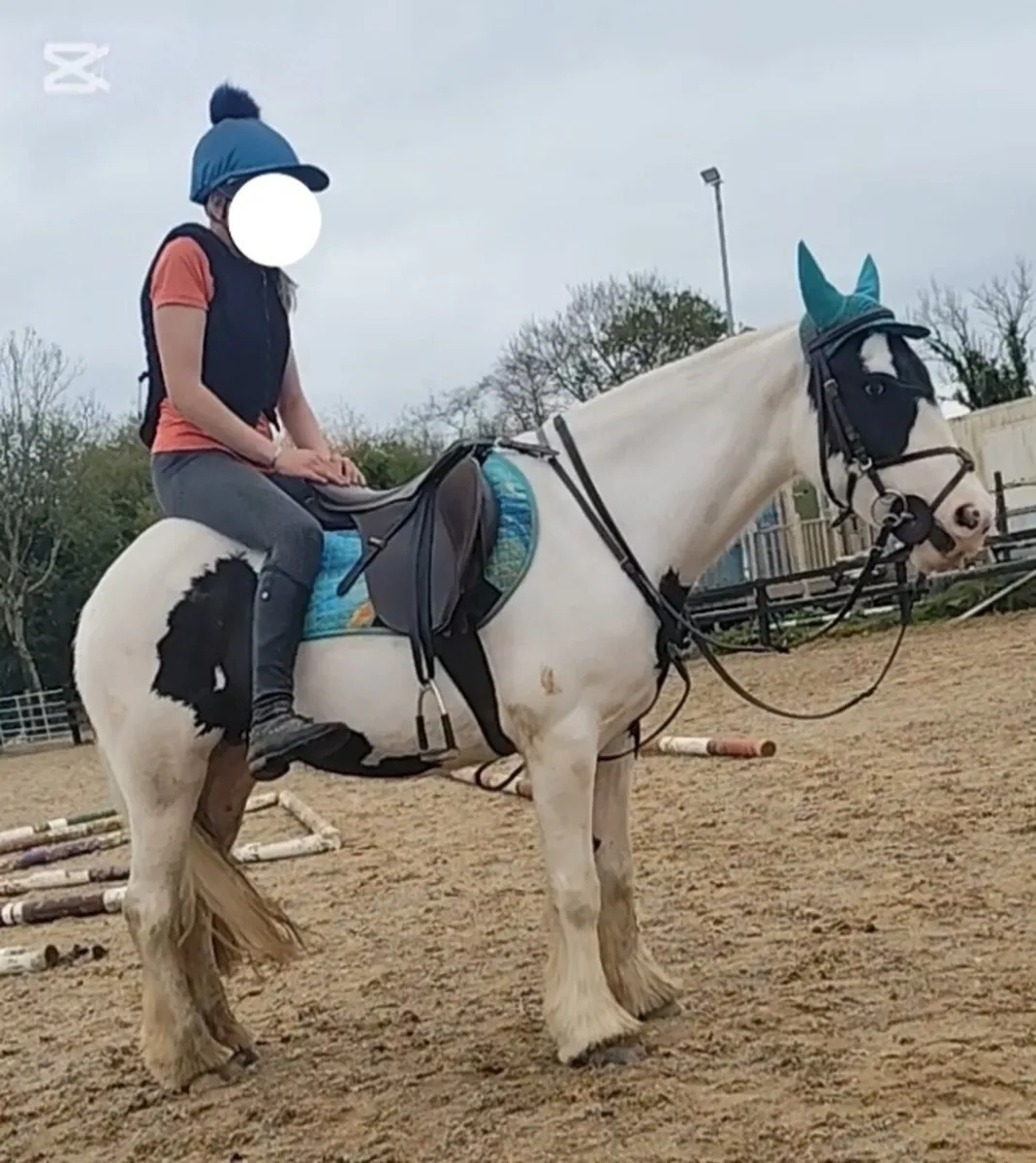 13.2hh perfect pony - Image 3