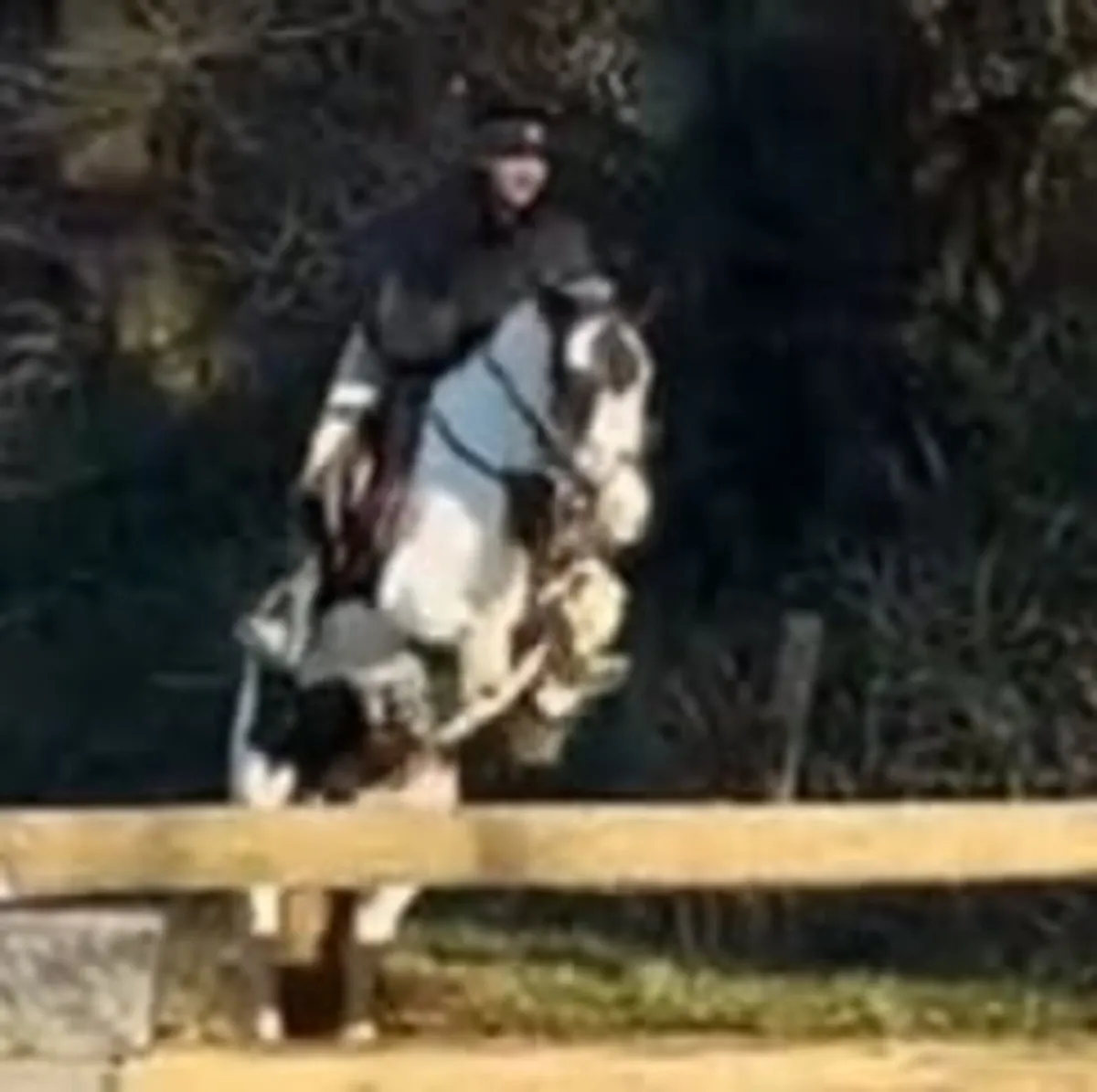 13.2hh perfect pony - Image 4