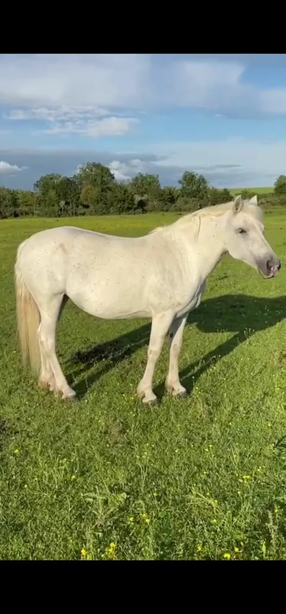 Connemara mare for sale - Image 2
