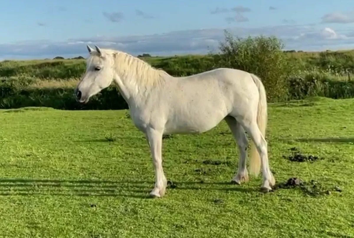 Connemara mare for sale - Image 1