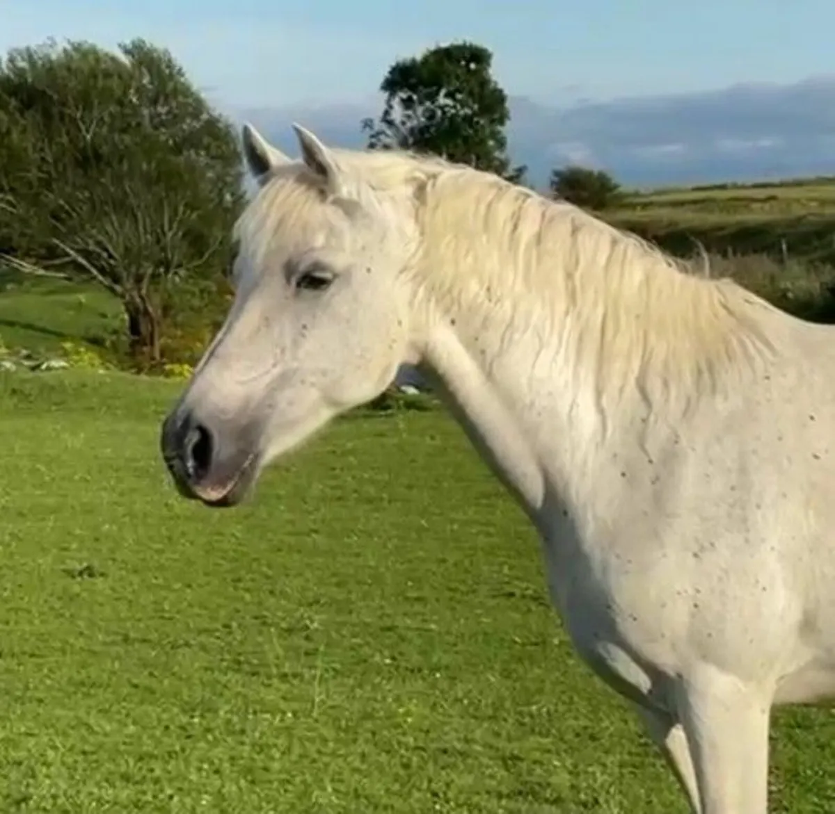 Connemara mare for sale - Image 3