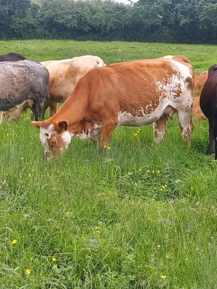 5 star roan limousin cow and calf - Image 1
