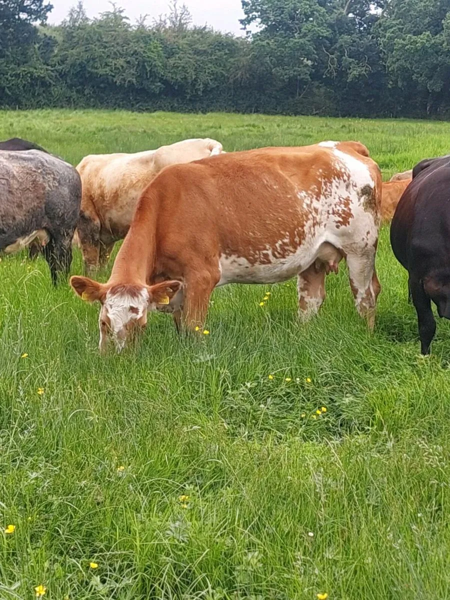 5 star roan limousin cow and calf - Image 2