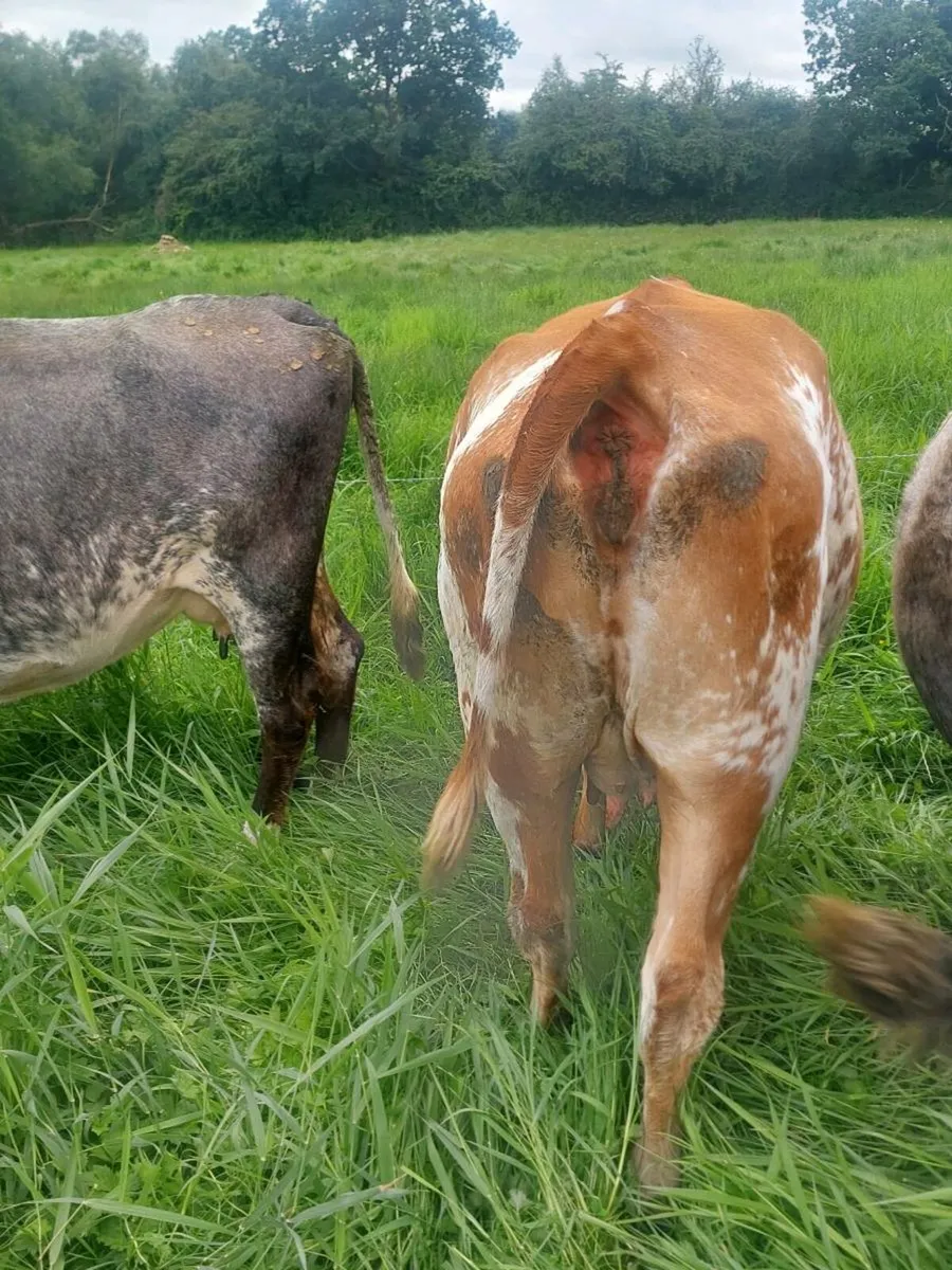 5 star roan limousin cow and calf - Image 3