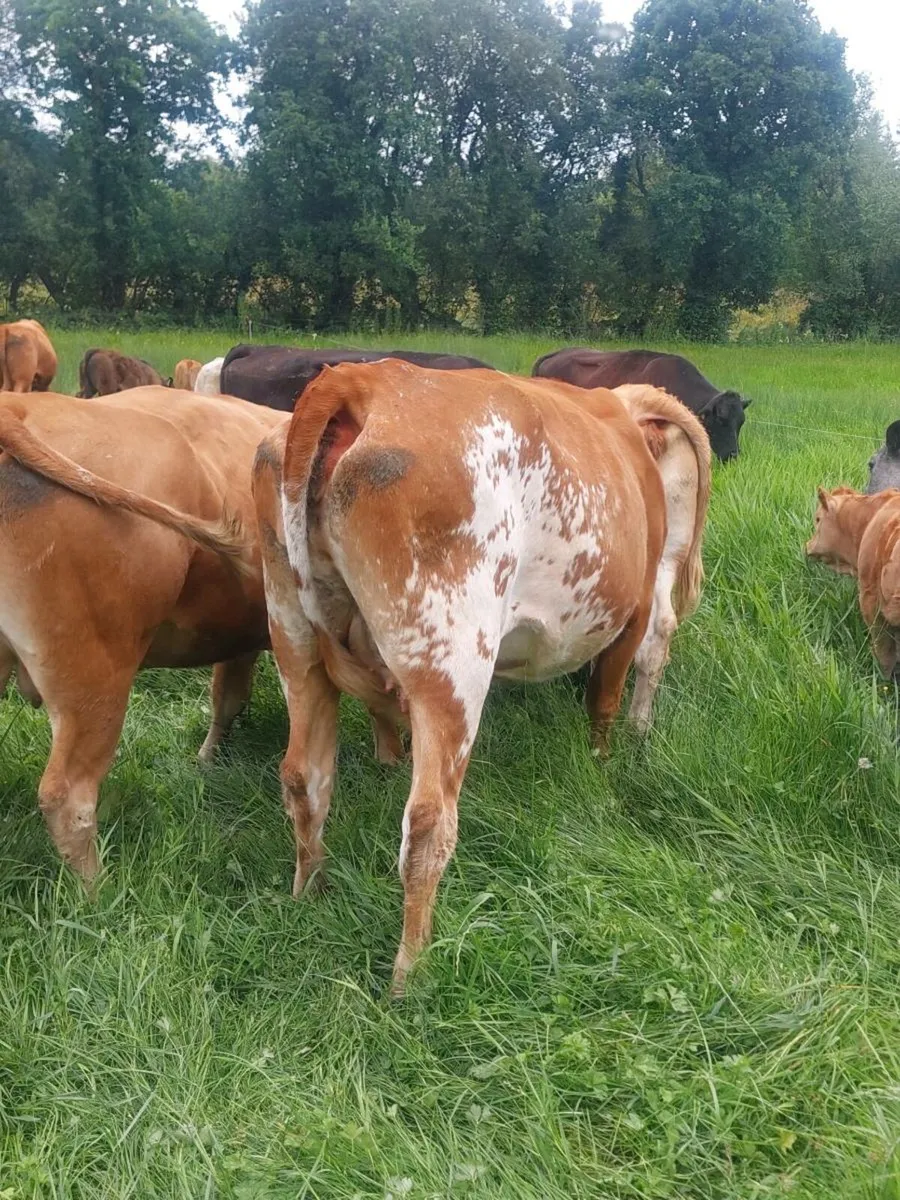 5 star roan limousin cow and calf - Image 4