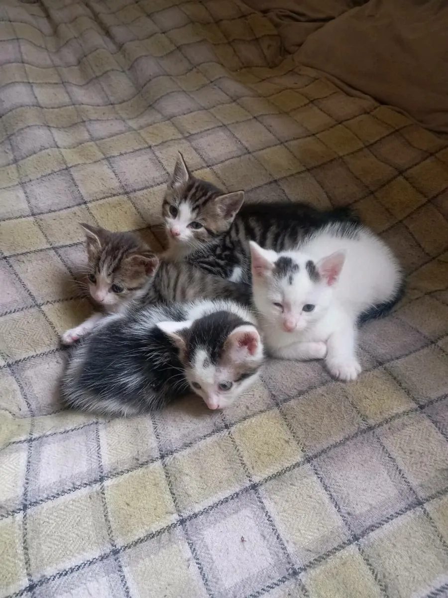 Kittens - Image 1
