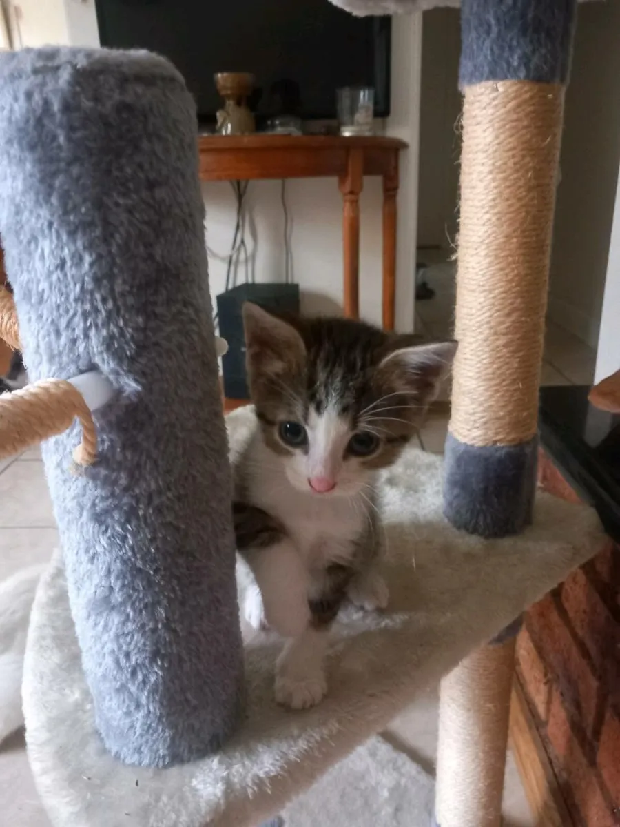 Kittens - Image 2